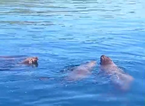 Превью